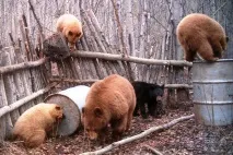 русия която