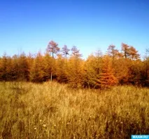 Майстер-клас панно «Осіннє дерево» Майстер-клас