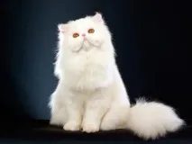 кішка