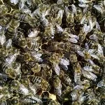 подкуп изграждане