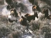 Мустанг, трохи про коня - Коні - Каталог статей - Техаські пригоди коні