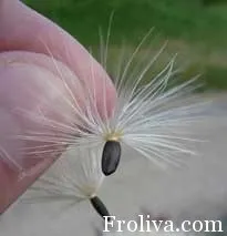 фролива архив