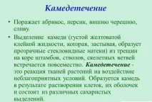 плодове като