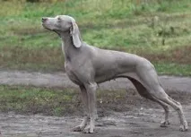 ловни кучета