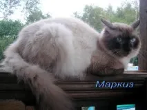 нашите котки