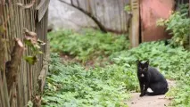 Незнайоме Підмосков’я 7 цікавих фактів про регіон - З життя - РІАМО регіон