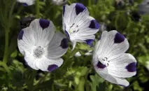 nemophila Nemophila menziesii