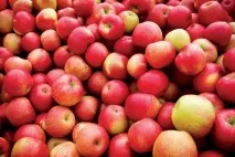 Не викидайте гроші на сміття 10 продуктів, які ви напевно зберігаєте неправильно гроші