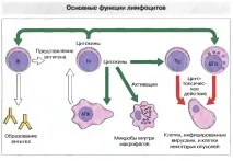 Норма лімфоцитів у чоловіків у крові який має бути норма