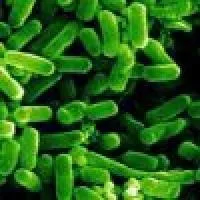 coli