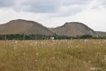 авилови бела
