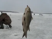 Огляд безмотильних блешень, Ловим Разом огляд