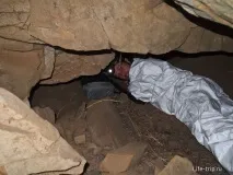 авилови авилови