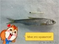 Звіти про рибалку в Вятка річка, Кіровська обл. річка