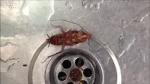 беруться