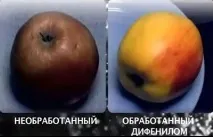 първа плодове