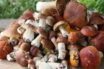Отруєння грибами хибними опеньками симптоми, наслідки та перша допомога опеньками
