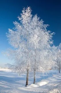 толкова сърцето