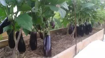 необходимо мариноване