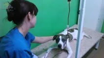 котів