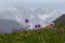 Краєвиди Киргизії, ФОТО НОВИНИ зелені