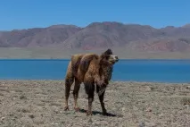 Краєвиди Киргизії, ФОТО НОВИНИ зелені