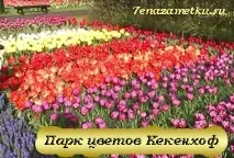 Парад квітів у Голландії параду