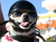 Перевезення собаки на ATV - Обладнання та екіпірування для квадроциклів перевезення