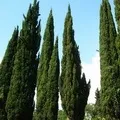 улики кръстословици