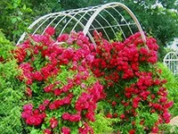 засаждане красиво