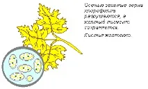 падат листата