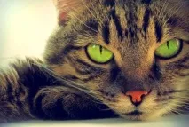 котка защо