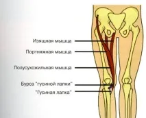 проява диагностика