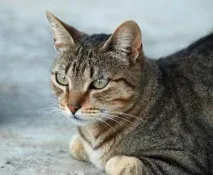 застаряващи котки