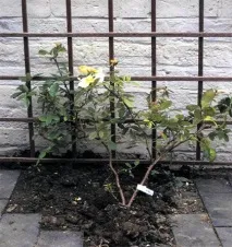 красиво катерене