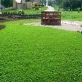 Посадка газону з конюшини та всі тонкощі догляду, Квіти, сад та город догляду