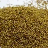 Посадка газону з конюшини та всі тонкощі догляду, Квіти, сад та город тонкощі