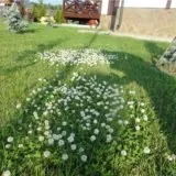 Посадка газону з конюшини та всі тонкощі догляду, Квіти, сад та город квіти