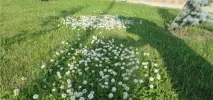 Посадка газону з конюшини та всі тонкощі догляду, Квіти, сад та город посадка