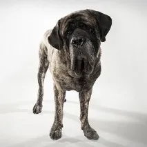 Mastiff de rasă de câine - fotografie, caracter, îngrijire, dresaj, boală, preț