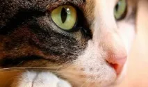 котки котки