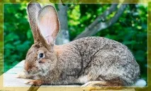 Щеплення черешні на вишню коли і як щепити вишню