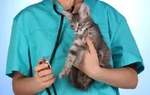 котки котки