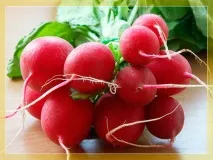 Щеплення черешні на вишню коли і як щепити черешні