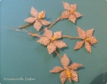країна