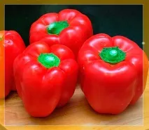 Щеплення черешні на вишню коли і як щепити черешні