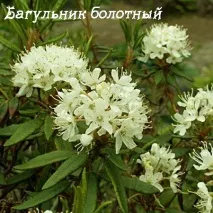 Переривання вагітності народними засобами (фото) народними