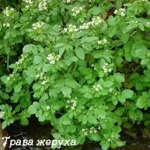 Переривання вагітності народними засобами (фото) вагітності