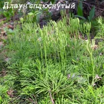 Переривання вагітності народними засобами (фото) засобами