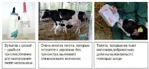 Нові тенденції у годуванні телят молока